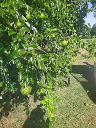 Image result for Dovyalis macrocalyx