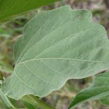 Image result for Astripomoea hyoscyamoides