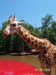 One of the area's most popular attractions, pine mountain wild animal safari offers a unique. Feeding Animals Review Of Wild Animal Safari Pine Mountain Ga Tripadvisor