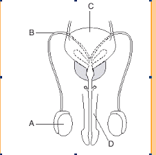 The Diagram Below Represents The Human Male Reproductive System Description From Edusolution Com I Searched For T Reproductive System Body Systems Human Male