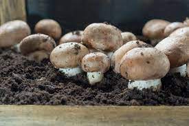 More and more people are growing psilocybin mushrooms at home. Growing Mushrooms At Home A Step By Step Guide