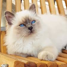 Its Wednesdaywhiskers Day With This Bluepoint Cutiepie Flocon Flocon Thebirmancat Birmavanner Heligbirma Birma Sacr Beautiful Cats Tabby Cat White Cats