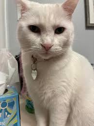 Lost cat Snowflake in Lake Diane area