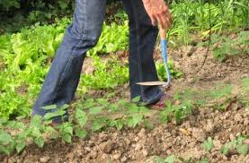 Retrouvez ici chaque mois les actions à mener au jardin, au potager et au verger ! 15 Habitants Du Val De Saone Formes A L Eco Jardinage Le Developpement Durable Sur Le Territoire Du Grand Lyon