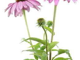 This splendid infusion will give you a flowery scent and a lingering taste. Echinacea Benefits Side Effects Dosage And Interactions