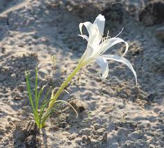 Image result for Crinum walteri