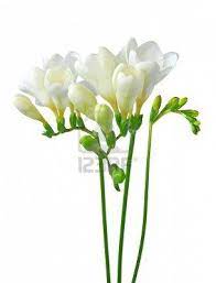 White Freesia Isolated On White Background Freesia Flowers Anniversary Flowers Beautiful Flowers