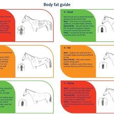 Reference Charts Body Fat Guide Equines Equine