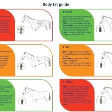 reference charts body fat guide equines equine