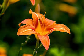 We did not find results for: Free Image On Pixabay Daylily Flower Nature Day Lilies Dog Safe Plants Dog Friendly Plants