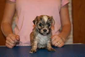 These top pet websites will come in handy and help you find a lovable puppy to adopt and be your new best friend. Nutley Bans Sale Of Dogs Cats In Pet Stores Belleville Nj Patch