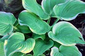 How To Grow And Divide Hosta Plants - Dengarden