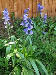 Pin On Mygardenanswers