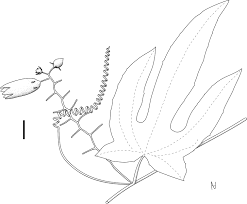 Image result for Bambekea racemosa