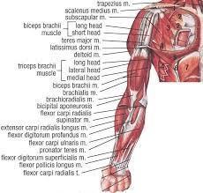The muscles that move the forearm are located along the humerus, which. Pin On Occupational Therapy