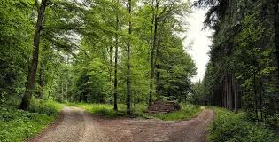 Check spelling or type a new query. Fork In The Road Nature Scenes Fork In The Road Road