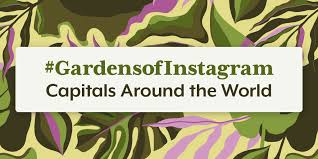 Breck S Blog Premium Flowering Bulbs Iris Day Lily Daffodil Tulips Allium Hyacinths And More