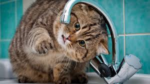 Только актуальные события воронежа и воронежской области на сайте vestivrn.ru. Grafik Otklyucheniya Goryachej Vody V Kemerovo 2021 Po Rajonam Ulicam Ladiesvenue Ru