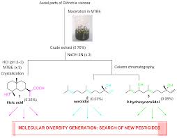 Image result for Calostephane divaricata