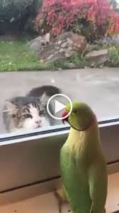 The Fact That Cat Want S To Eat That Bird Is Bothering Me Cute Funny Animals Funny Cats And Dogs Funny Animals