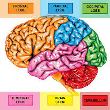 What Is The Cerebellar Tonsil With Picture Brain Lobes Frontal Lobe Occipital Lobe
