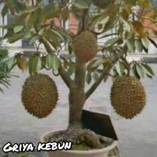 Fenomena pohon berbuah aneh ada yang berbuah 40 jenis dalam satu pohon. Jual Produk Bibit Tanaman Berbuah Pot Buah Termurah Dan Terlengkap Juli 2021 Bukalapak