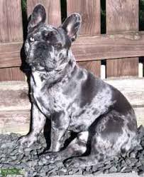 There had been a lot of controversies regarding the ear pattern, and it was all because of the efforts on the part of the american dog enthusiasts that the bat ear replaced the rose ear, else it would have resembled precisely like the english bulldog's miniature version. Stud Dog Grey Blue Merle French Bulldog With Blue And Green Eyes Breed Your Dog