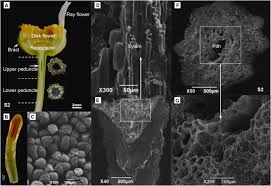 Their showroom is 1,100 square feet, so you'll have lots of blooming inspiration to choose from! Tissue Specificity Of E B Farnesene And Germacrene D Accumulation In Pyrethrum Flowers Sciencedirect
