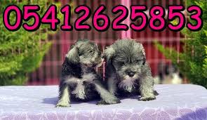 Gri Schnauzer Minyaturler Gri