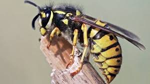 They won?t try to upsell you, but they will explain what has happened on each visit, including any proofing issues. What To Do If You Re Attacked By A Swarm Of Wasps Bbc News