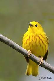 Dendroica Petechia La Reinita De Manglar Tambien Denominada Reinita Amarilla Del Continente Americano Animals Colorful Pictures Nature