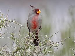 Image result for Pyralis cardinalis