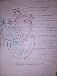 In this video we will help you to learn coronary arteries with complete understanding of the topic. Heart Diagram Biology Anatomy Students School Easy Circulatory System Heart Diagram Human Anatomy And Physiology Anatomy And Physiology