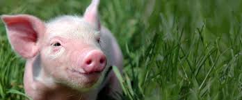 Día Mundial de los Animales: una reflexión sobre nuestra relación ...