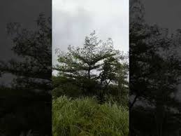 2019第一個登陸的白鹿颱風 youtube tree world enjoyment