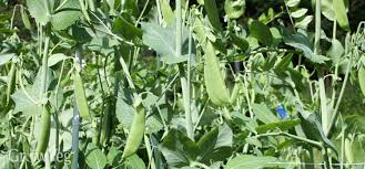 If you'd like to grow your own vegetables but have limited space, why not try growing your the vines can grow up to 40 feet (12 metres) long but they should be pruned back when they reach 10 feet (3 metres) long to encourage them to spread out. Garden Design Ideas Using Vining Vegetables