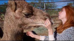 › camels are very well adapted to difficult climatic conditions. My Pet Camels Ø¬Ù…Ù„ Youtube