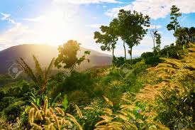 Nature Background Scenic View Landscape Of Koh Samui Island S Hills With Beautiful Sky And Green Tropical Trees Summer Beauty Scenery Travel To Thailand Asia Tourism Vacations Environment Stock Photo Picture And Royalty