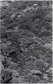 Image result for Tridactyle anthomaniaca