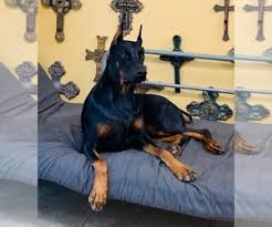 Doberman puppies they will come docked, and all shots with health certificate. View Ad Doberman Pinscher Puppy For Sale Near Florida Orlando Usa Adn 132266