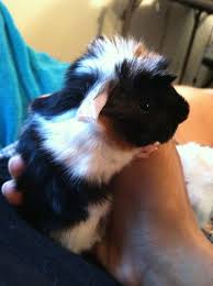 Small animal pets if you're ready to keep a small animal as a pet, we can help. Pin On Guinea Pigs