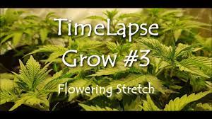 Understanding how can teach us a lot about them, and potentially a lot about us as well. Flowering Stretch Time Lapse This Time Lapse Video Of Flowers Blooming Will Fix Everything That Is Stressing You