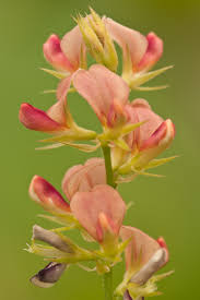 Image result for Alysicarpus zeyheri