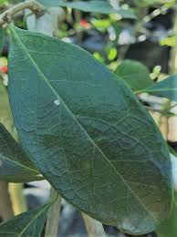 Image result for Combretum erythrophyllum