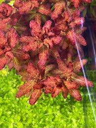 Image result for Ludwigia senegalensis