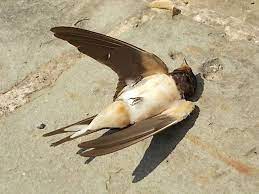 Would you like to live in paradise? Swallows Dying In Rome S Cold Spring Wanted In Rome