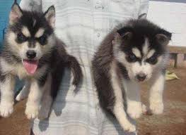 Husky puppies are mischevious and loyal pack animals. Black And White Coloured Siberian Husky Puppies Jaipur Zamroo