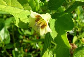 Image result for Physalis angulata
