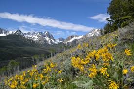 Field Notes Sawtooth Valley Wildflowers Quiz From Stanley Idaho Stanley News Stanley Sawtooth Chamber Of Commerce Choose a wildflower seed mix with native wildflowers that are adapted naturally to the growing conditions in your area. sawtooth valley wildflowers quiz from