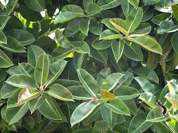 Several varieties have reddish leaves, such. Ficus Elastica Origin Cultivation Description And Uses